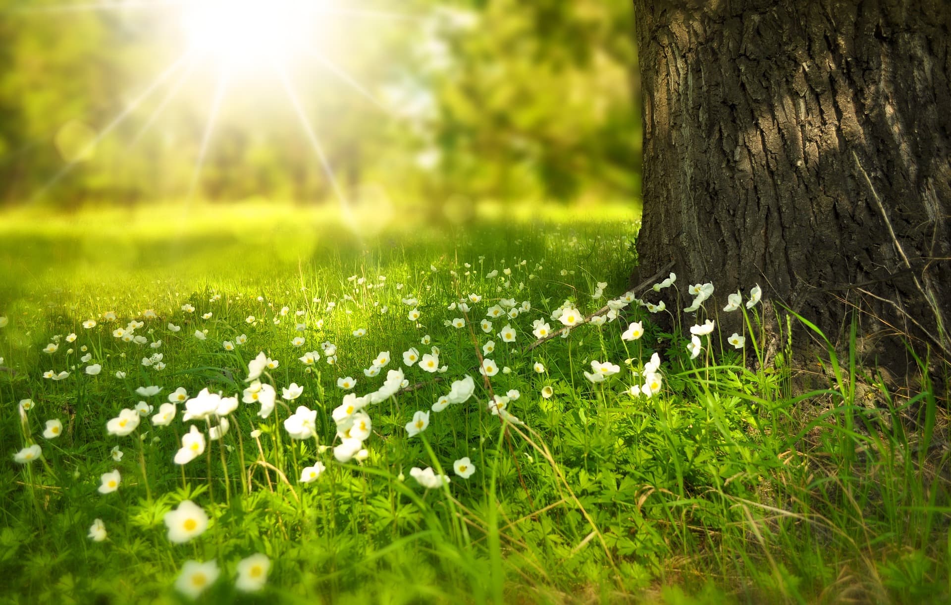 Ponesi Sunce sa Sobom